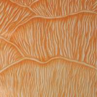 Experimental Drawing  obraz 15 z 45